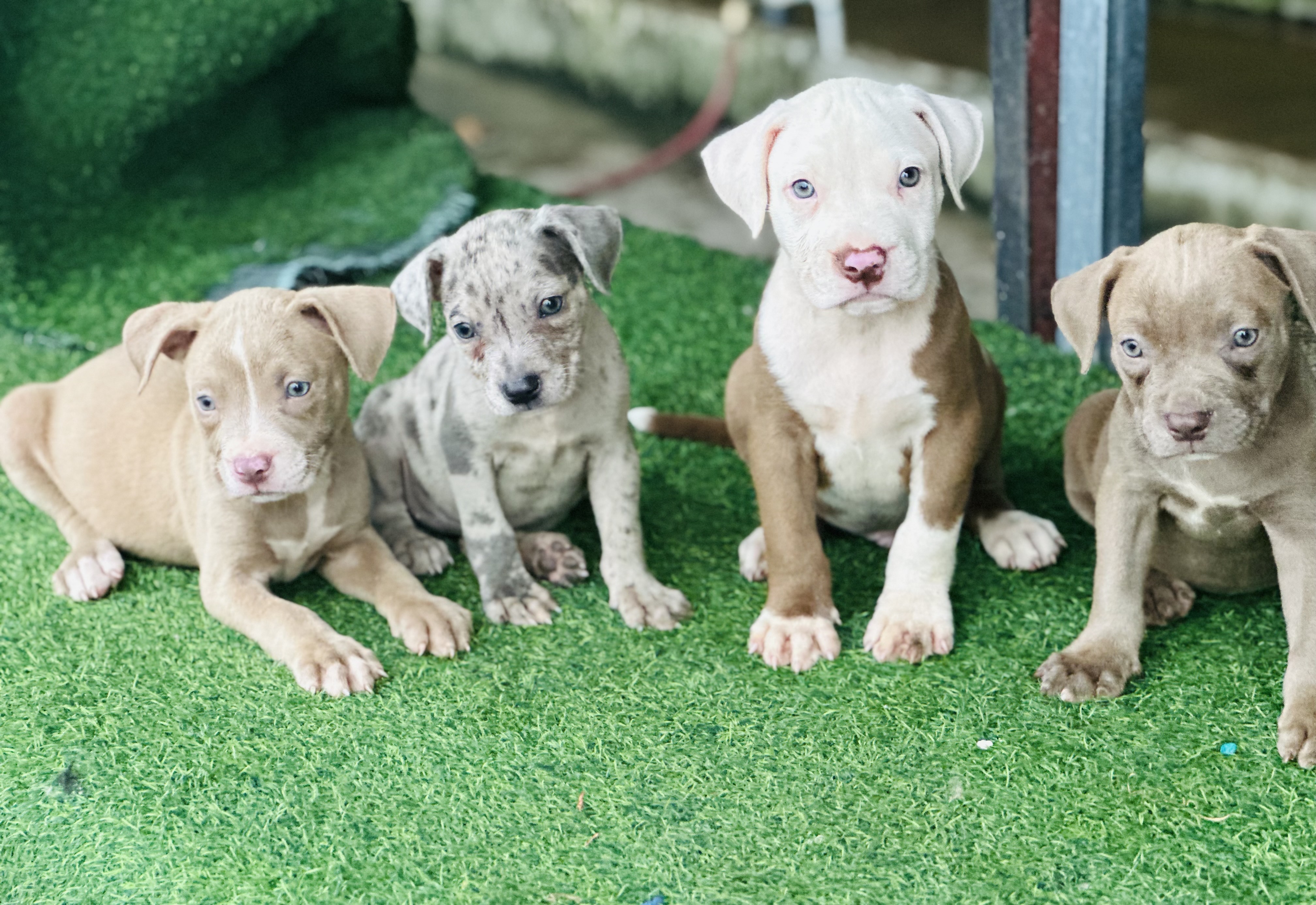 animales y mascotas - Pitbull  1