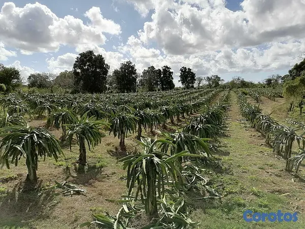 otros inmuebles - Finca en Venta Ubicada en San Pedro de Macorís Macoris 8