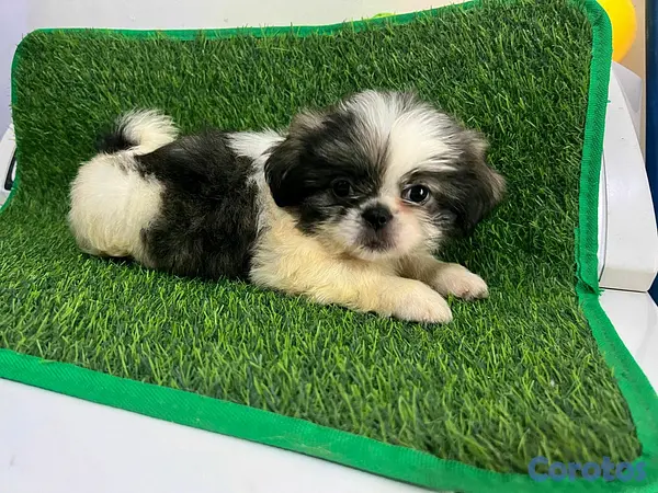 animales y mascotas - hermosos cachorritos de shipoo  3