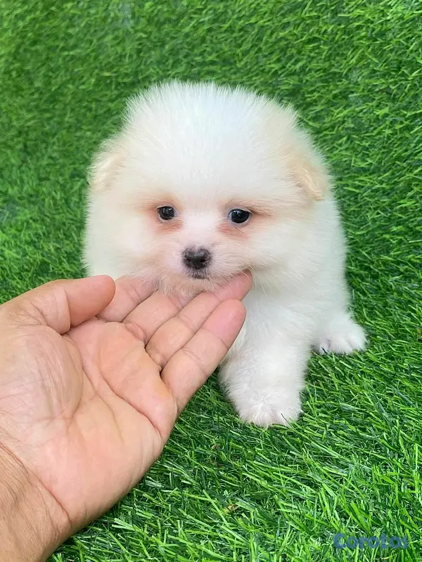 animales y mascotas - hermosos cachorritos pomerania mini  6