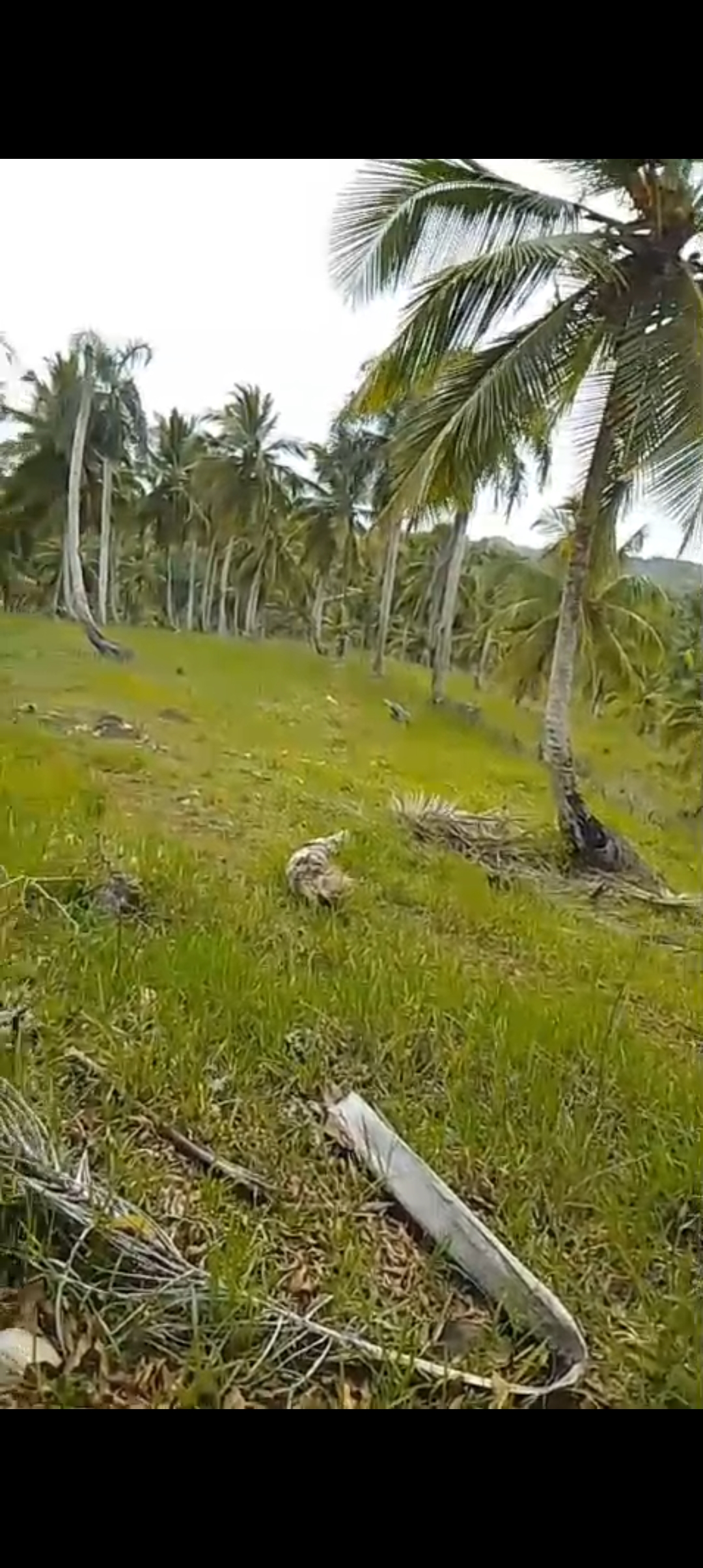 solares y terrenos - Se vende finca de coco 1