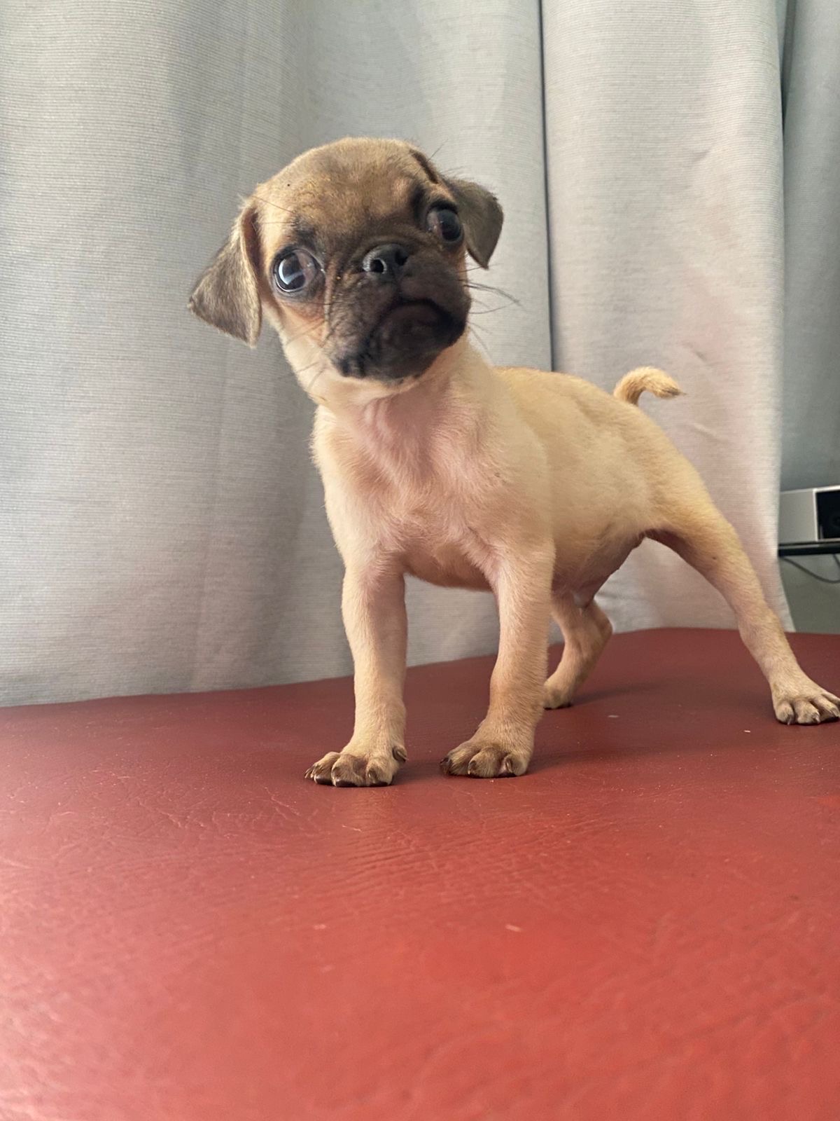 animales y mascotas - perro pug macho  7