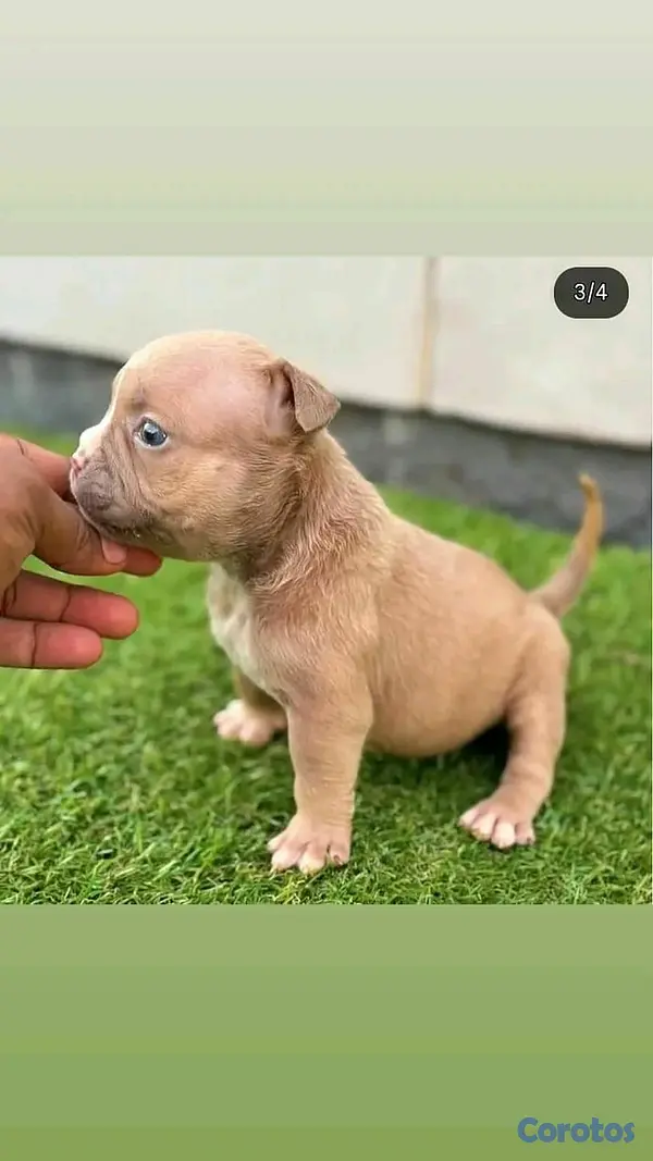 animales y mascotas - hermosos cachorritos de bully  2