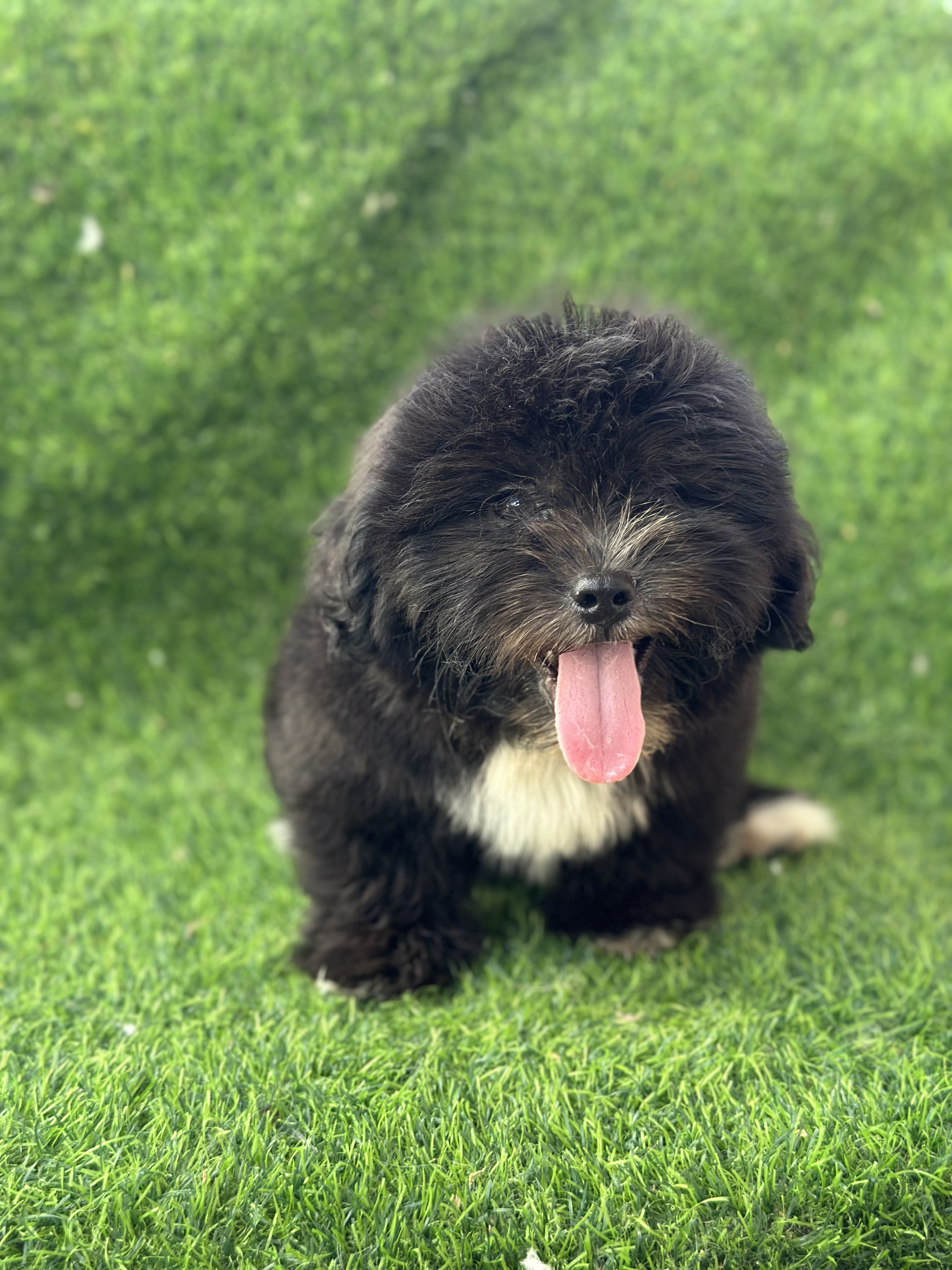 animales y mascotas - SHIHPOO MACHO  3