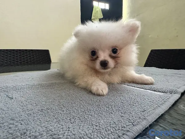 animales y mascotas - Pomeranian machos  10