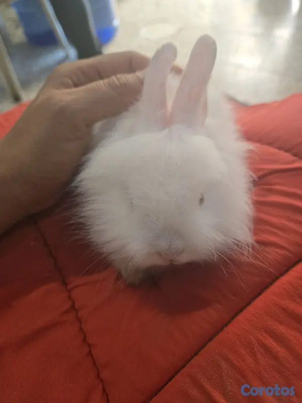 animales y mascotas - conejo cabeza de leon,angora 3