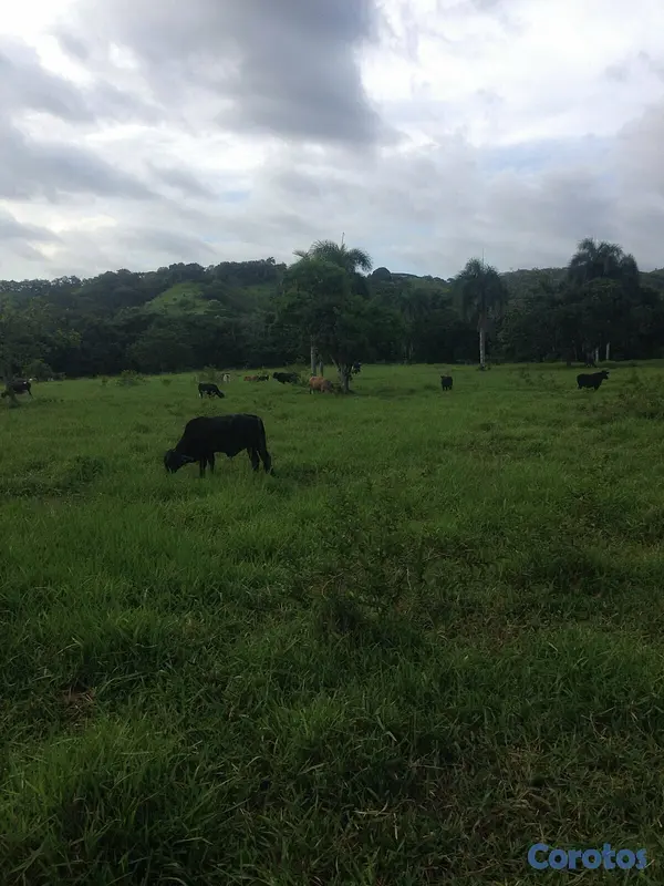 solares y terrenos - Finca en el Puerto de Bayaguana 3