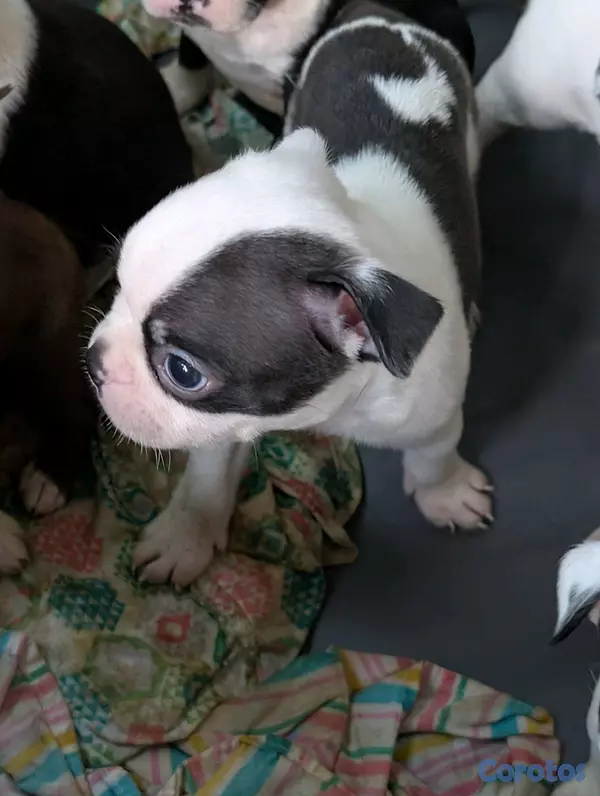 animales y mascotas - Hermosa Cachorros Boston Terrier, la mejor genética  3