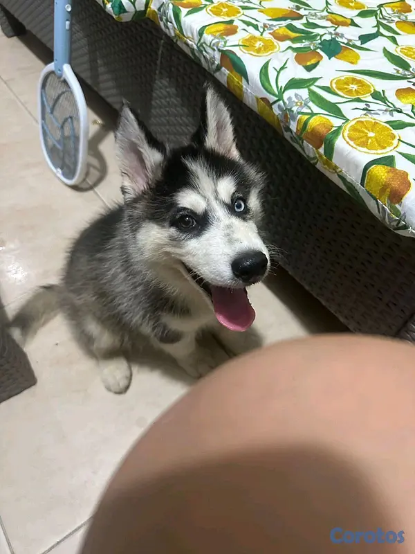 animales y mascotas - Husky Siberiano 3