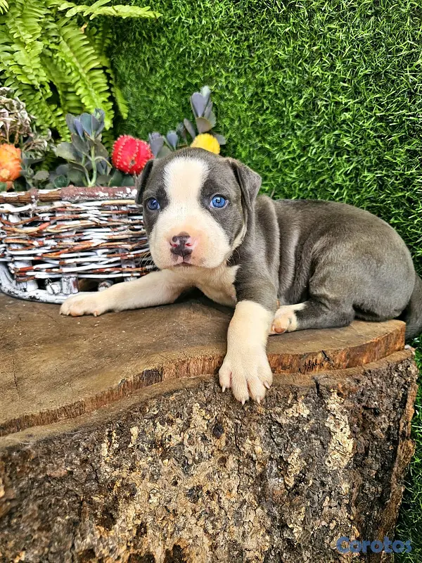 animales y mascotas - pitbull blue ojos azules 100% 3
