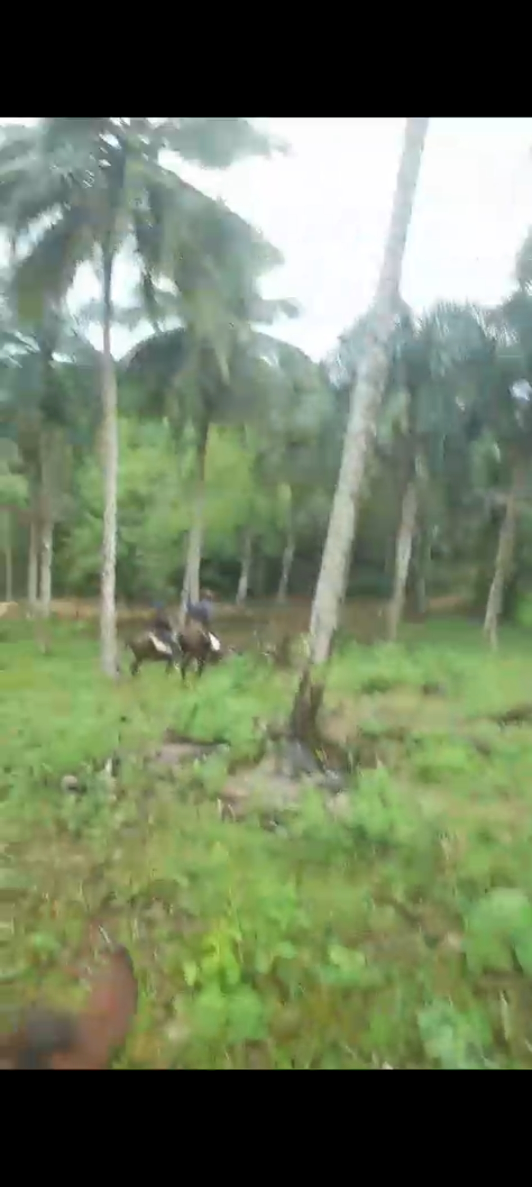 solares y terrenos - Se vende finca de coco 2