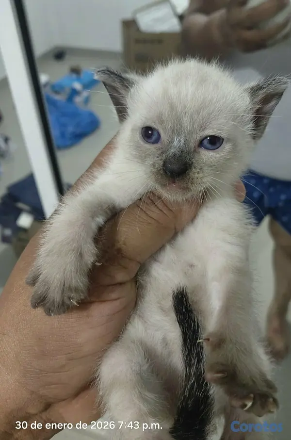 animales y mascotas - Gato siames 15 mil c/u 6