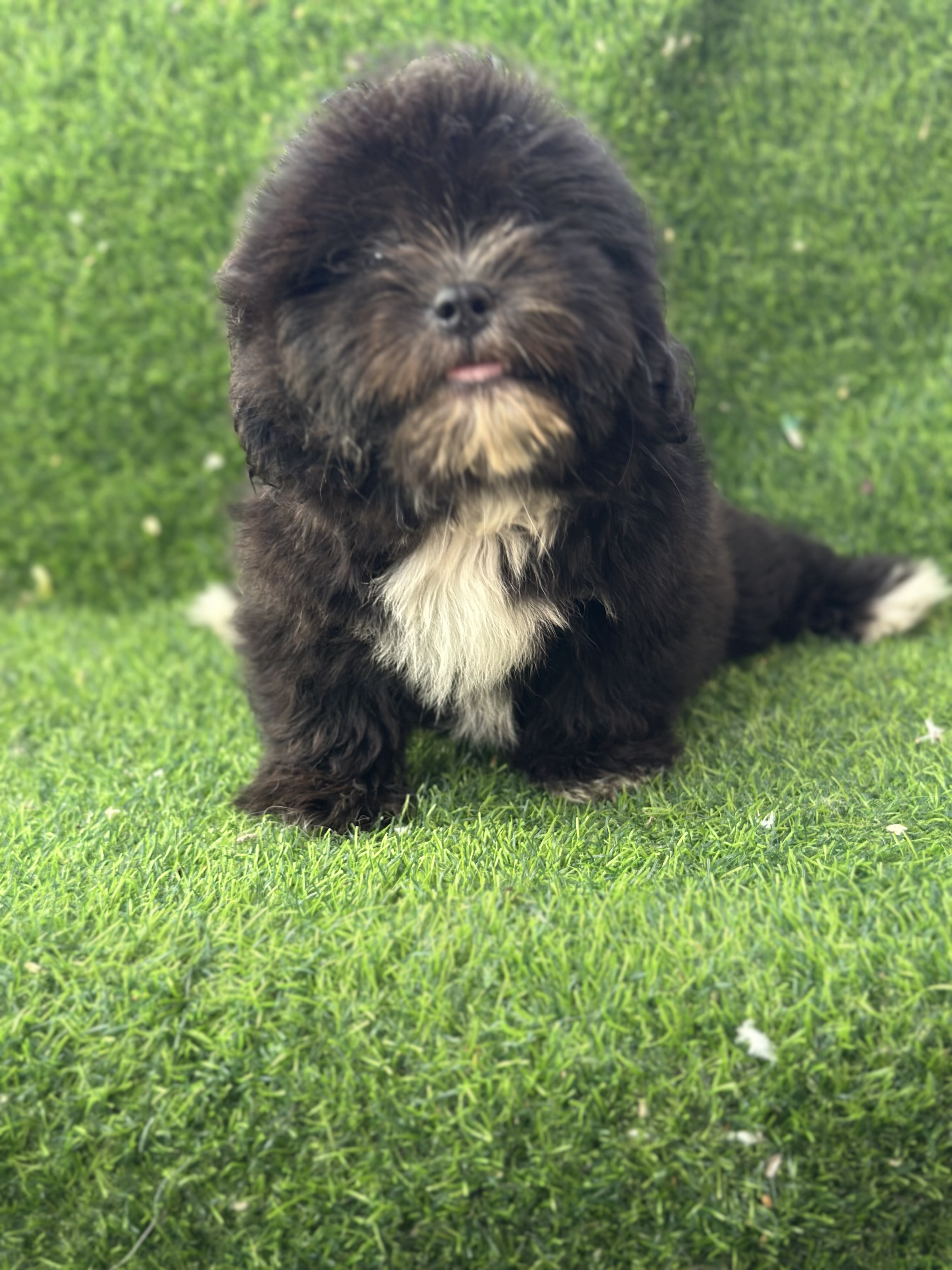 animales y mascotas - SHIHPOO MACHO  4