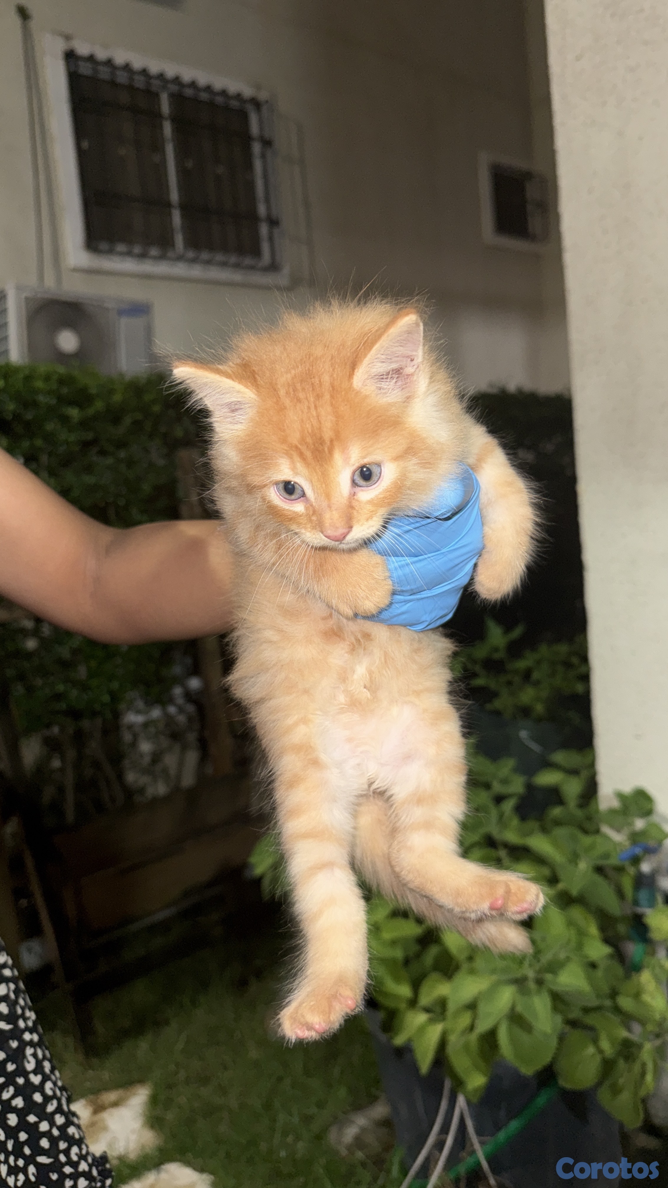 animales y mascotas - Gaticos gratis  6