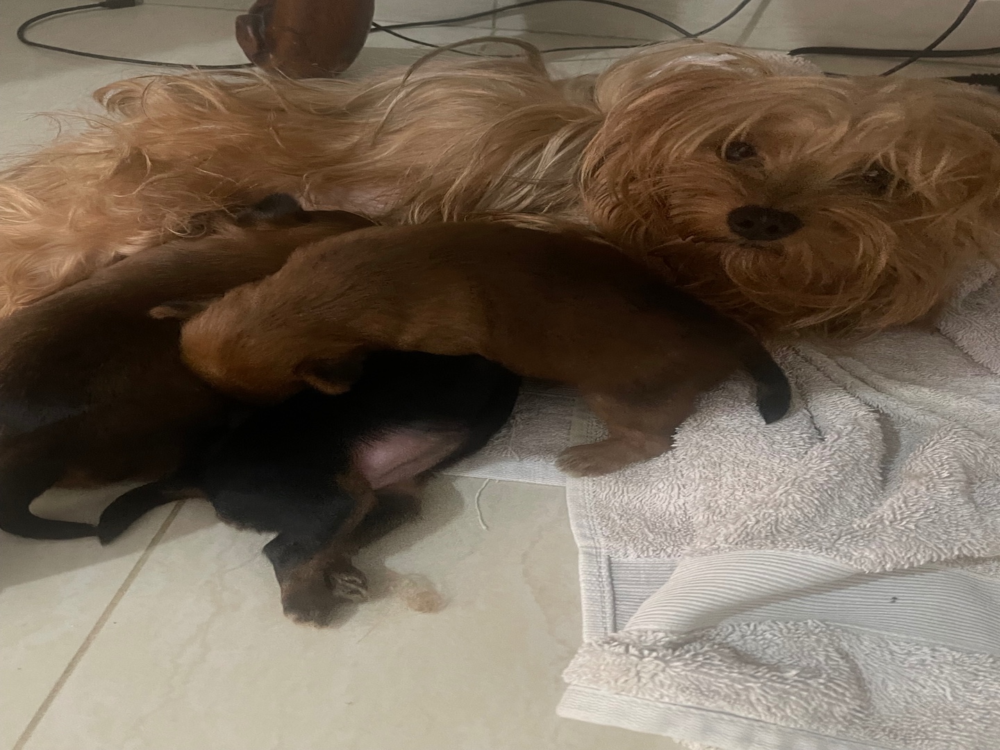 animales y mascotas -  3 maravillosos perritos Yorkie Terrier de raza pura  de calidad