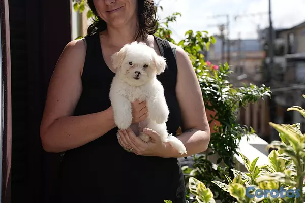 animales y mascotas - Maltipoo Disponible 3