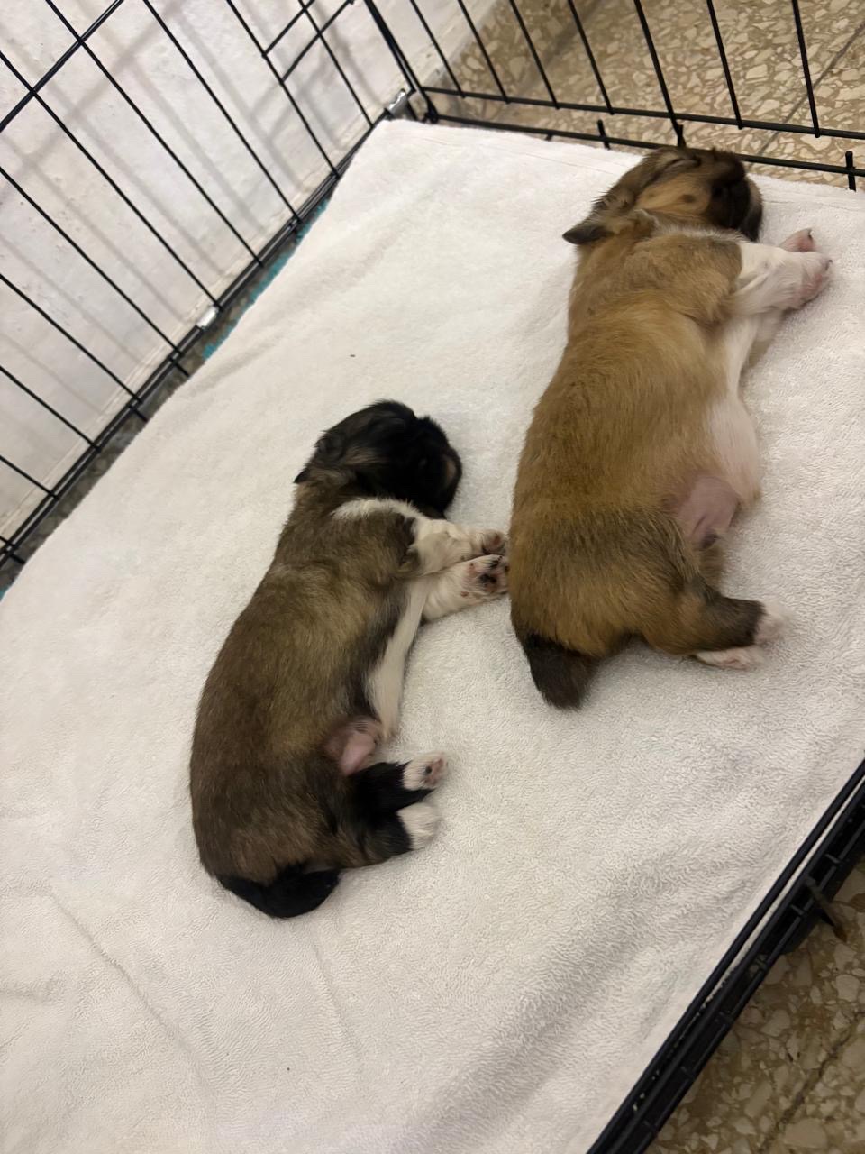 animales y mascotas - Cachorros Pekinés machos