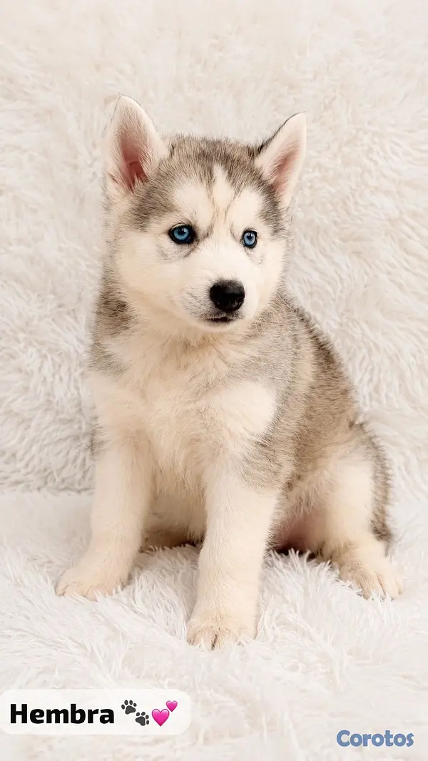 animales y mascotas - Huskys  2