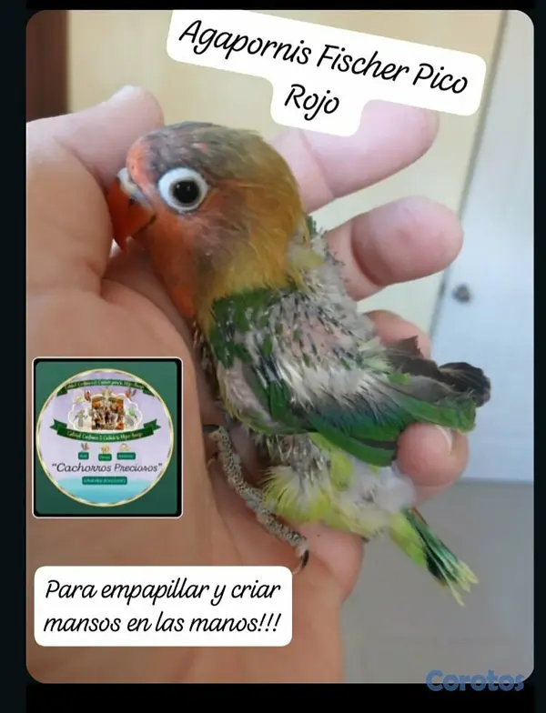 animales y mascotas - Aves Papilleras Mansa , Domesticada, para tener có 2