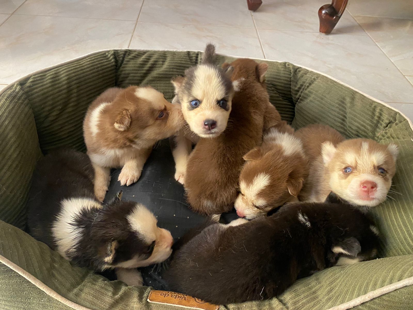 animales y mascotas - OFERTA CACHORRO HUSKY AMBOS SEXO EN SANTO DOMINGO 
