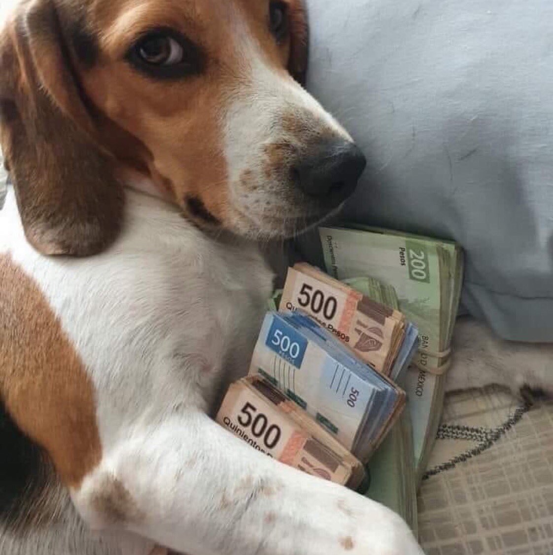 animales y mascotas - Mi Beagle macho busca novia 