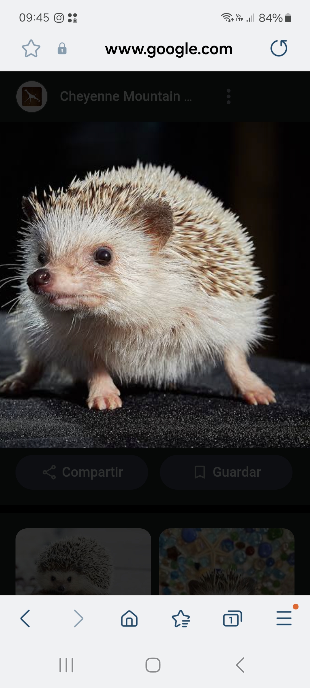 animales y mascotas - Erizo venta