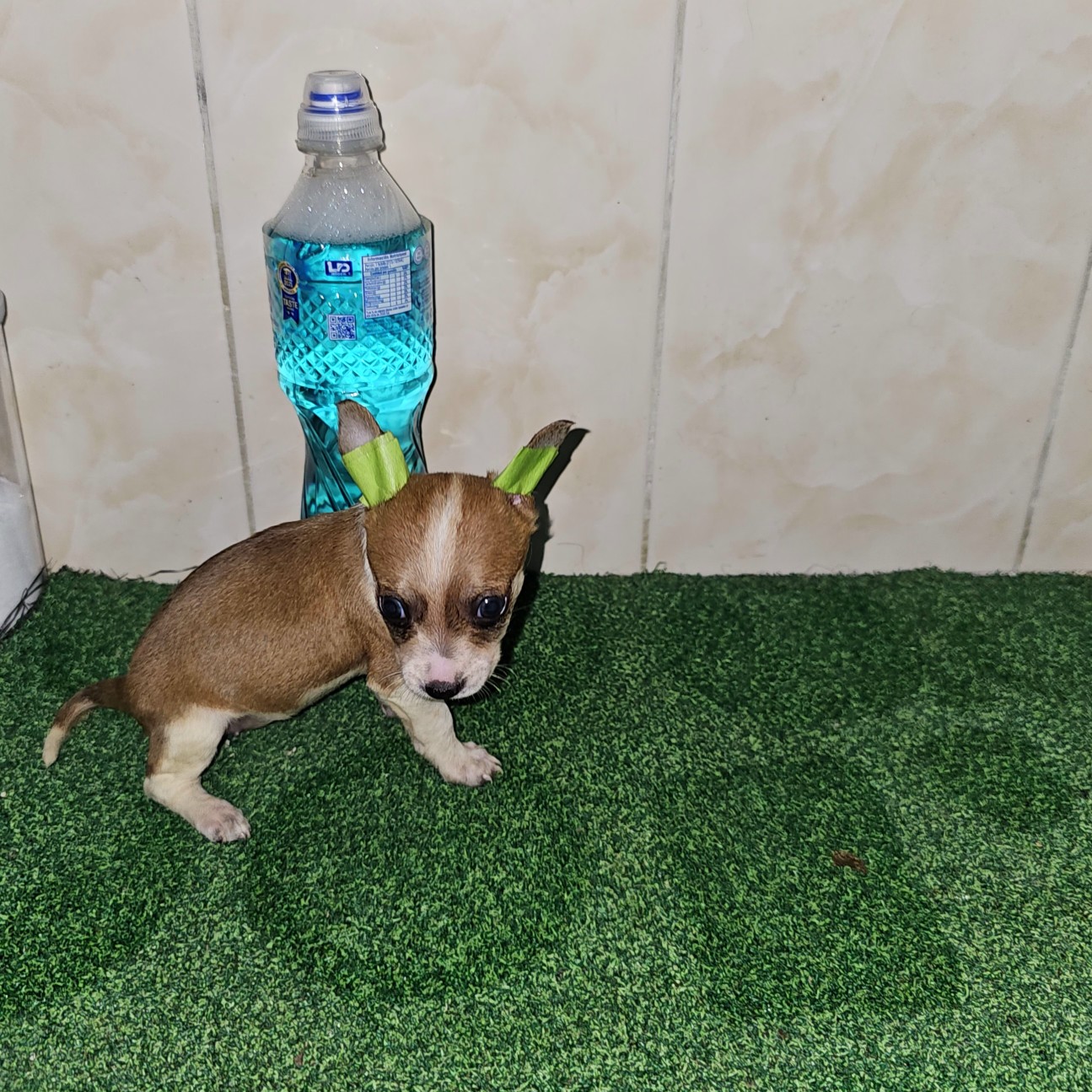 animales y mascotas - Chihuahua 100% puros 
 5