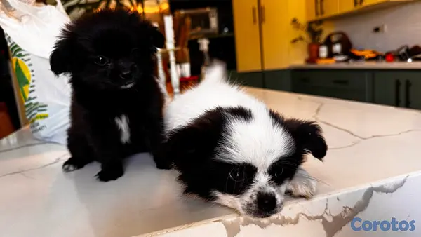 animales y mascotas - shiranias cachorros  4