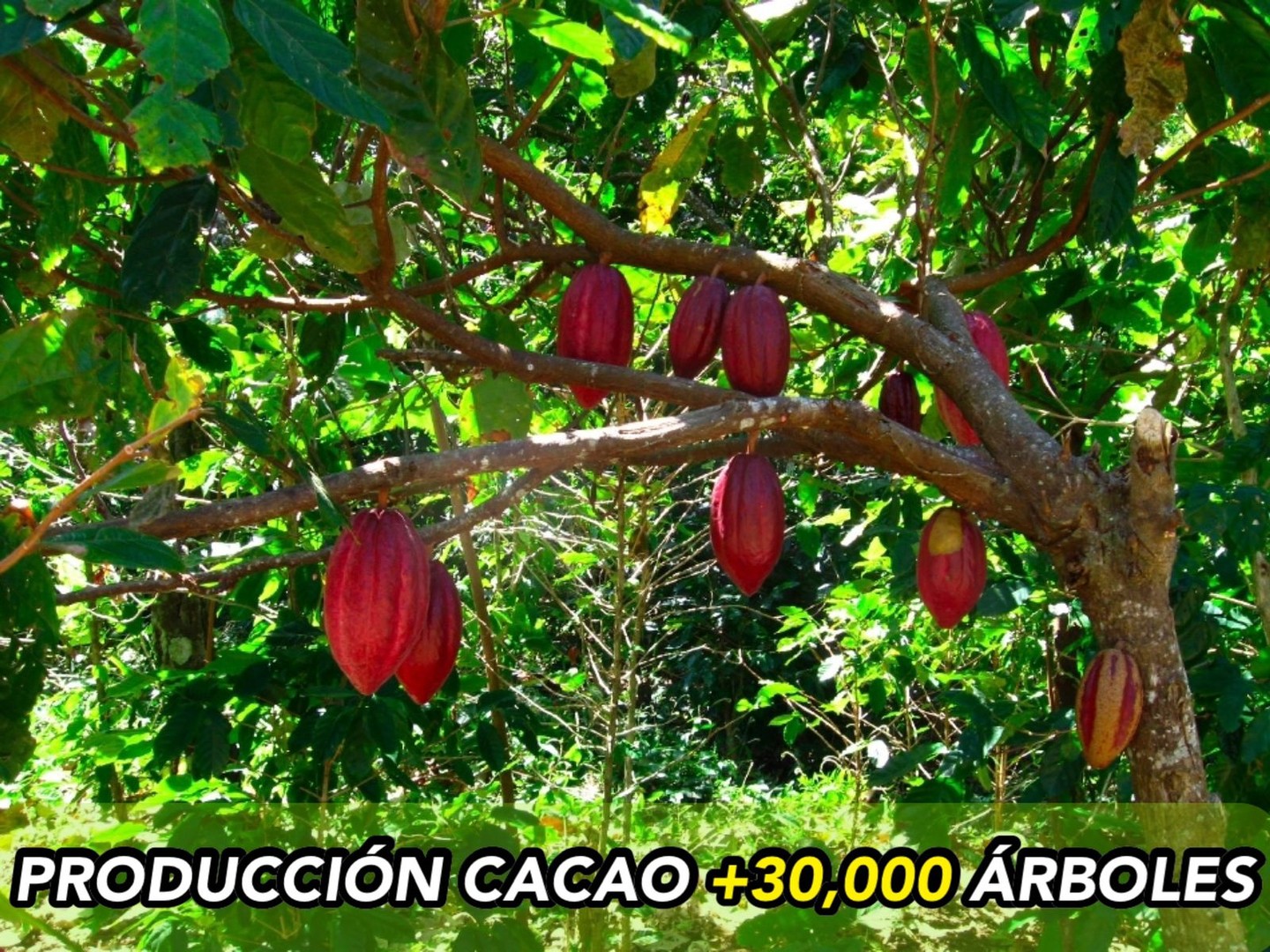 solares y terrenos - Finca de Cafe Cacao Aguacate 