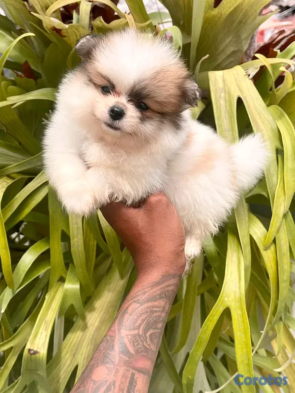 animales y mascotas - hermosos cachorritos  pomerania mini  12