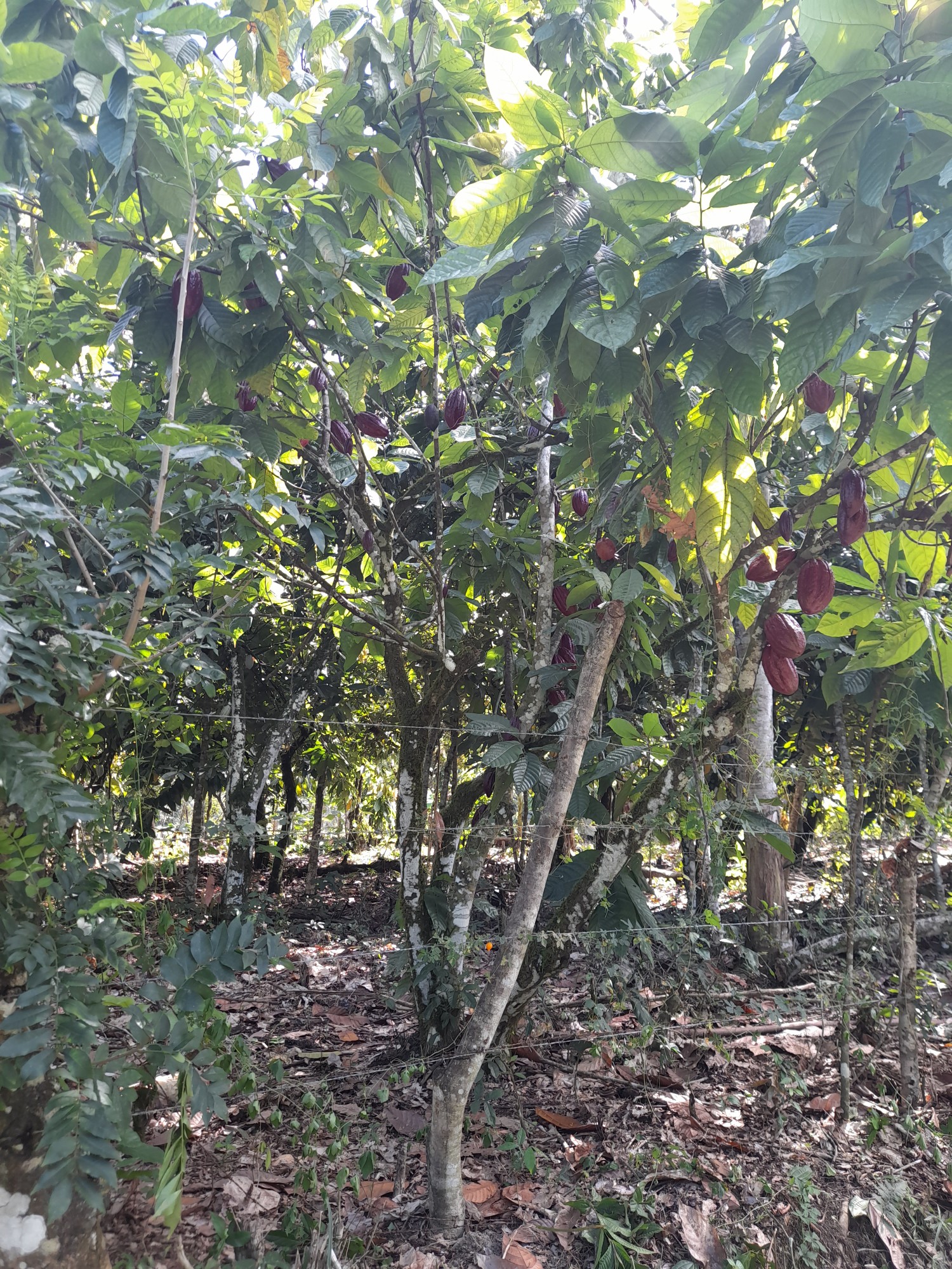 solares y terrenos - 5,800 tareas de Cacao
