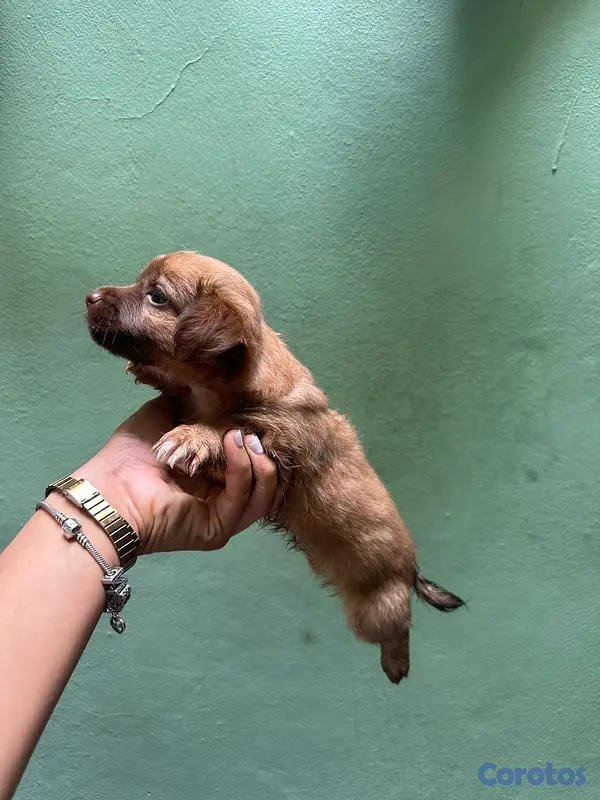 animales y mascotas - Chihuahua Mariposa 3