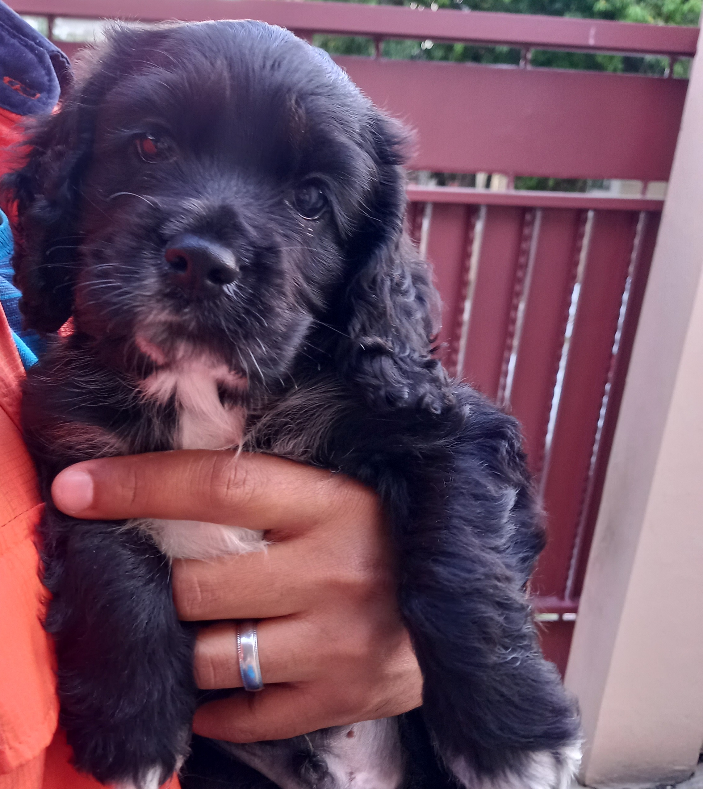 animales y mascotas - Cachorros Cocker Spaniel 0