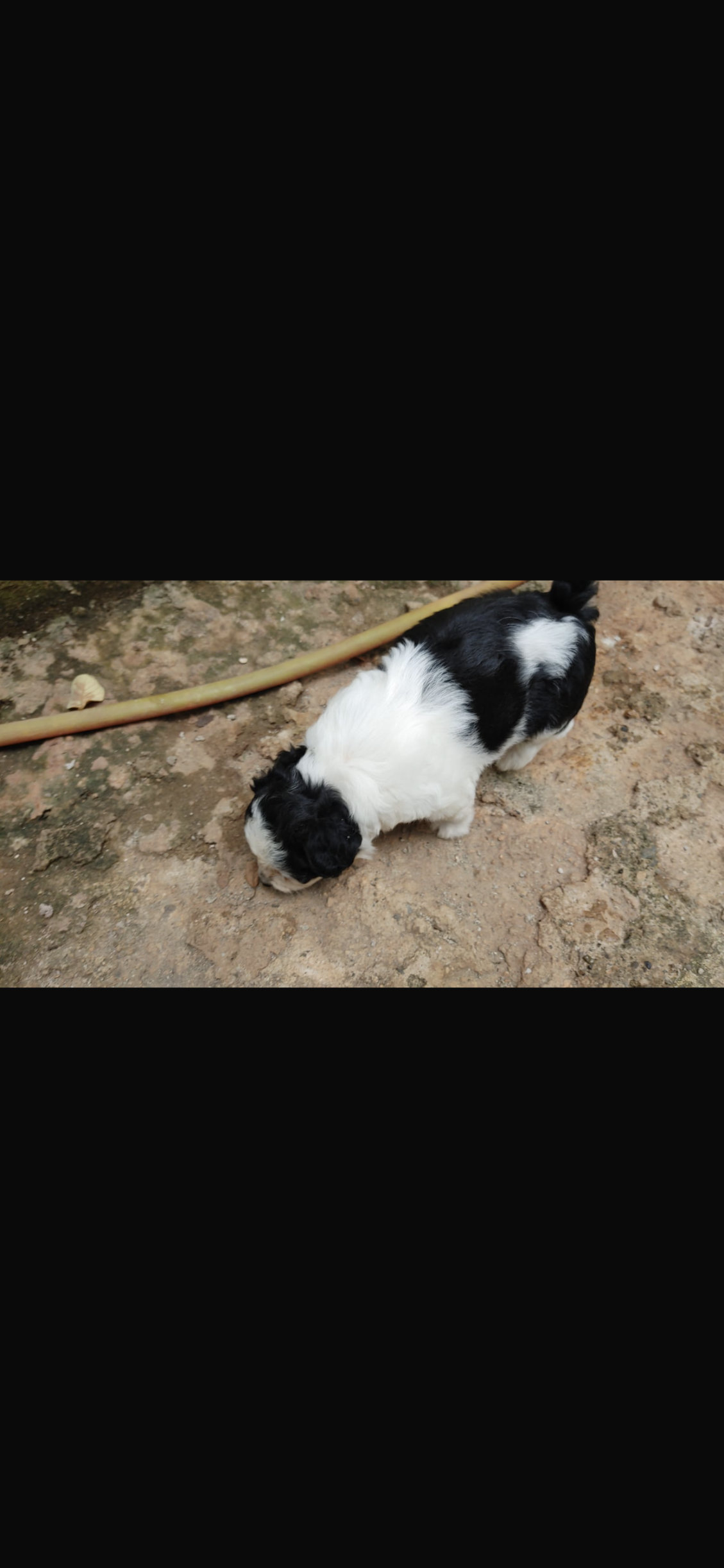 animales y mascotas - cachorros Shitzu ligado con poodle 1