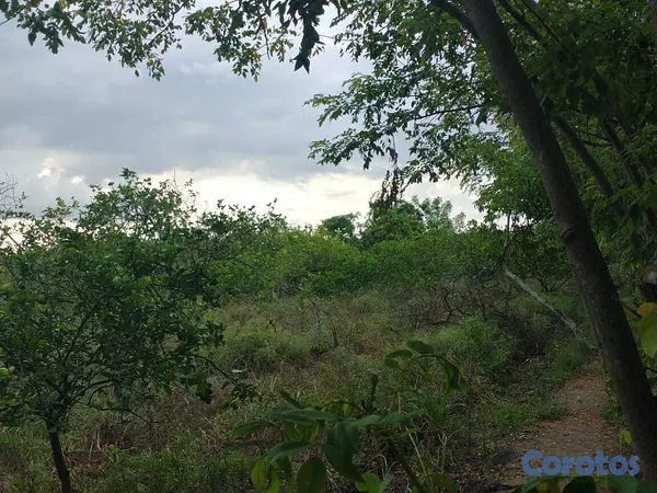 otros inmuebles - 🔵Finca 5,000 Tareas de limón en producción en Mont 4