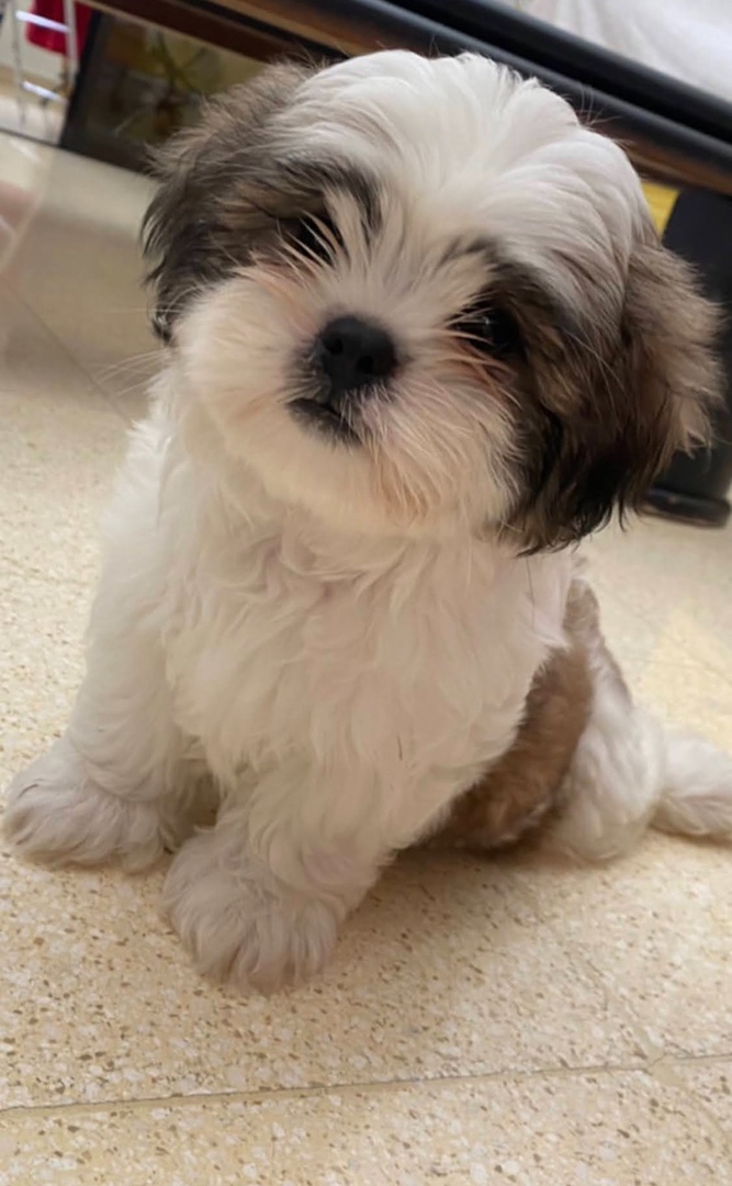 animales y mascotas - Cachorro Shih Tzu macho mini padres presentes.