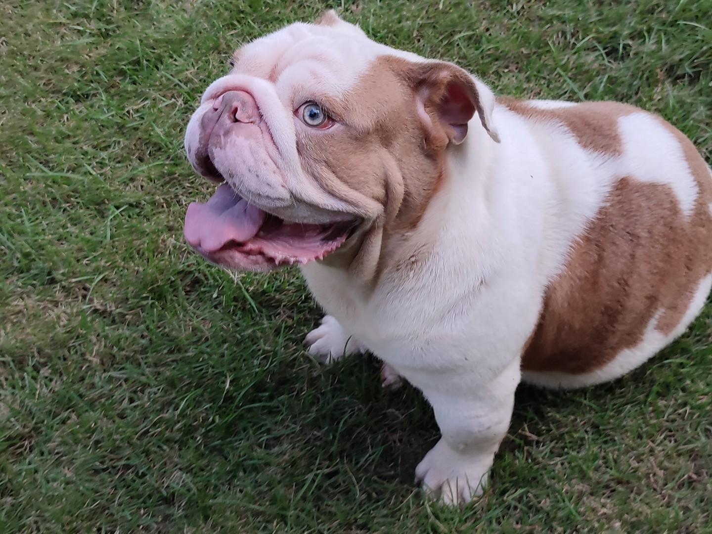 animales y mascotas - Bulldog ingles para montas lilac fawn