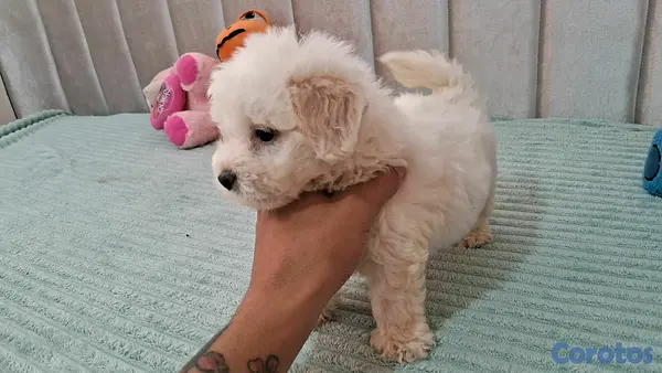 animales y mascotas - Hermosos cachorritos de maltipo mini 7