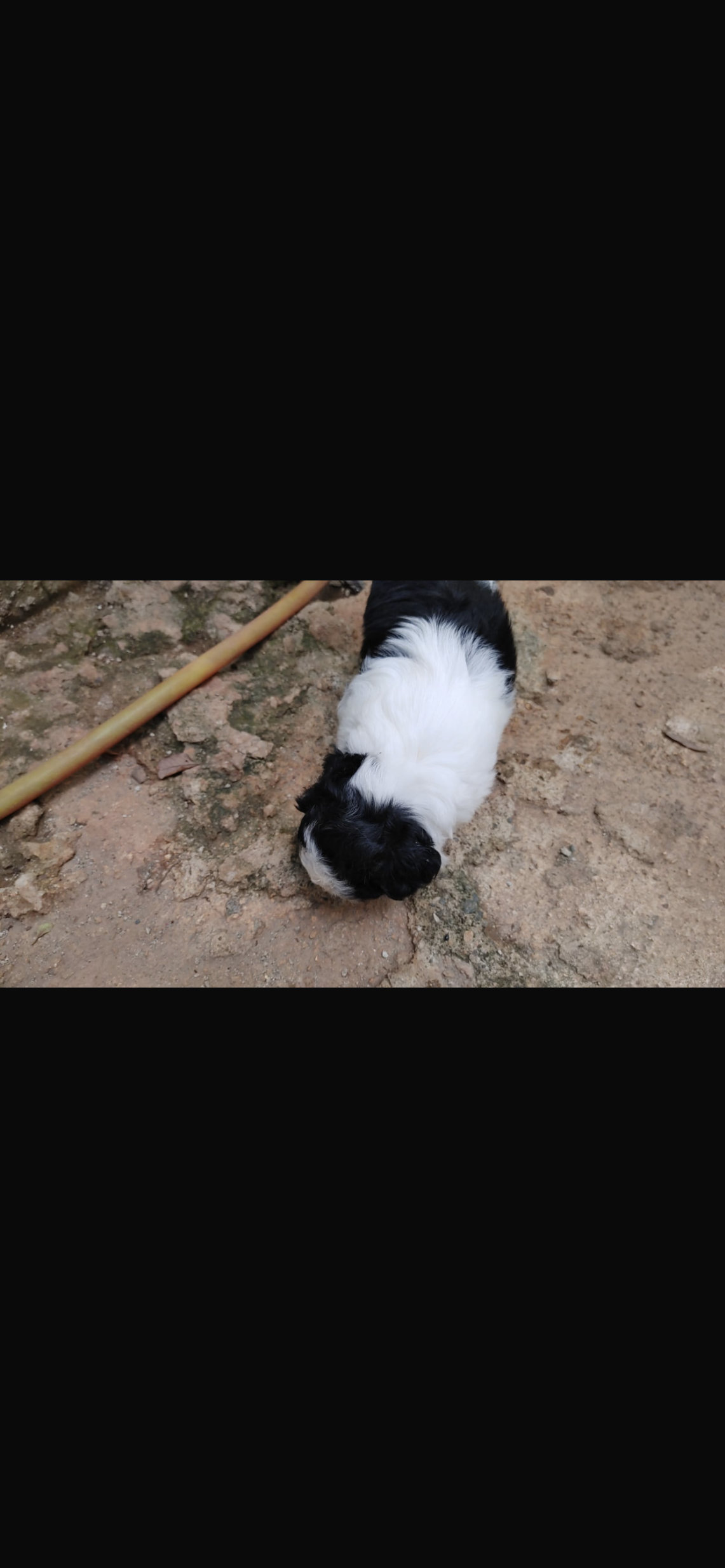 animales y mascotas - cachorros Shitzu ligado con poodle 2