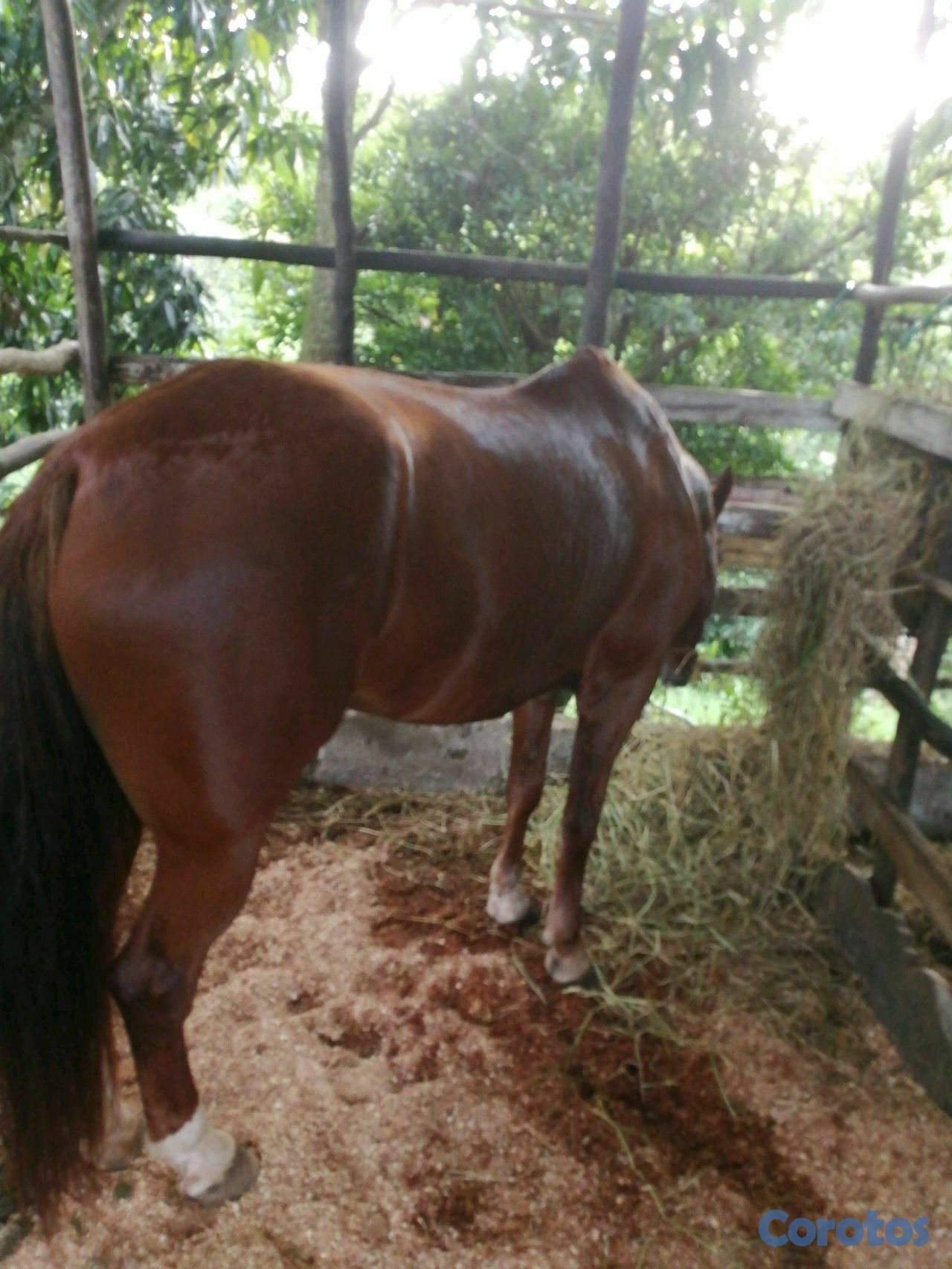 animales y mascotas - yegua joven higueya sin registro de padre registrado 4