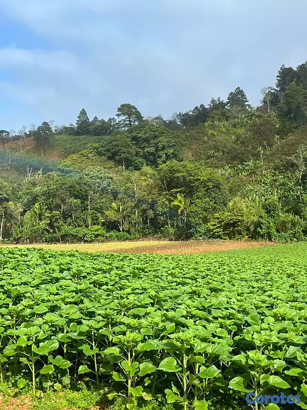 solares y terrenos - Finca Agricola en Constanza 2795 tareas  3
