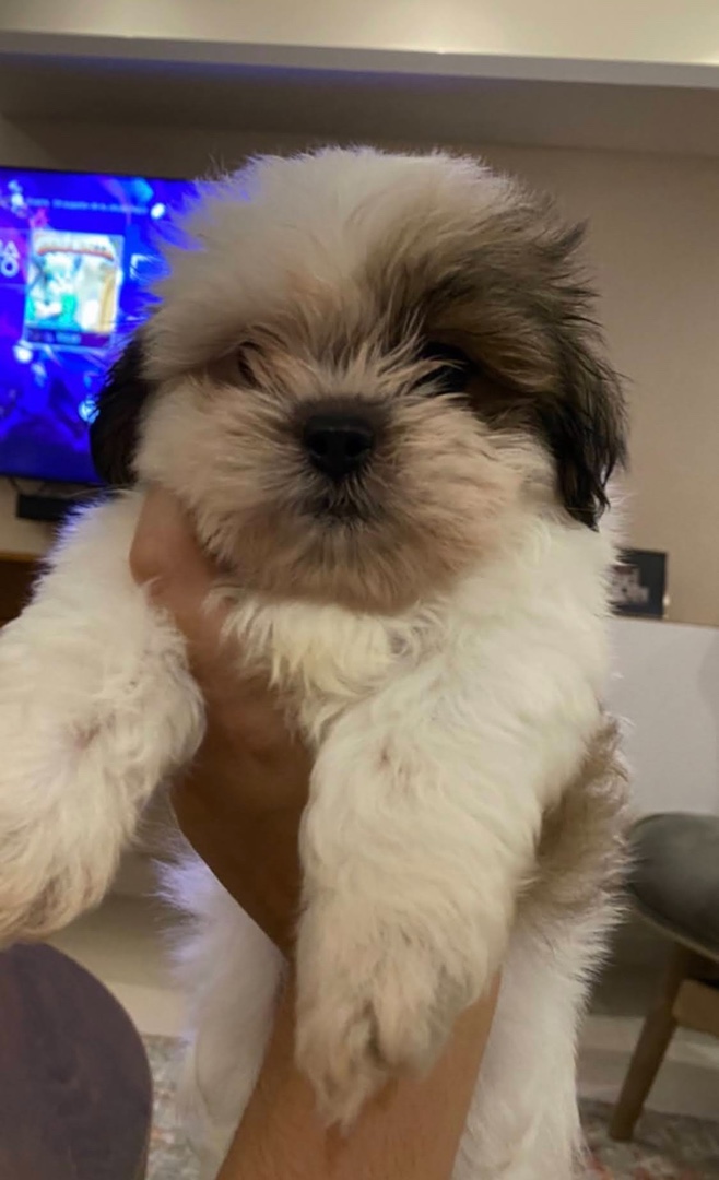 animales y mascotas - Cachorro Shih Tzu macho mini padres presentes. 1