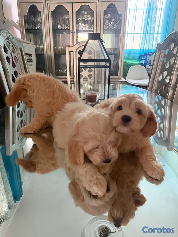 animales y mascotas - Vendo Cocker Spaniels 9