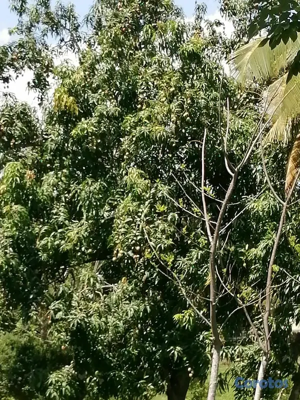 solares y terrenos - Vendo terreno en Manoguayabo  6
