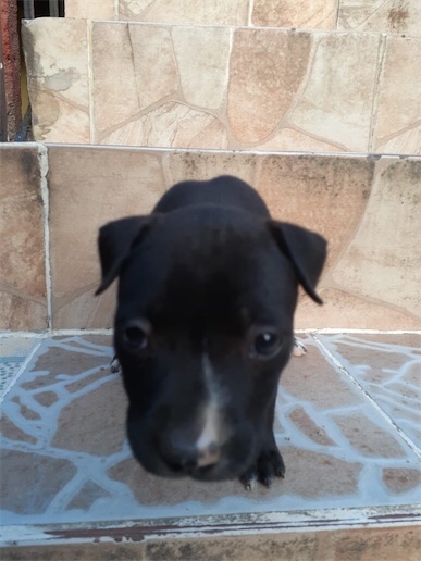 animales y mascotas - Perros Pitbull puro negro a buen precio.