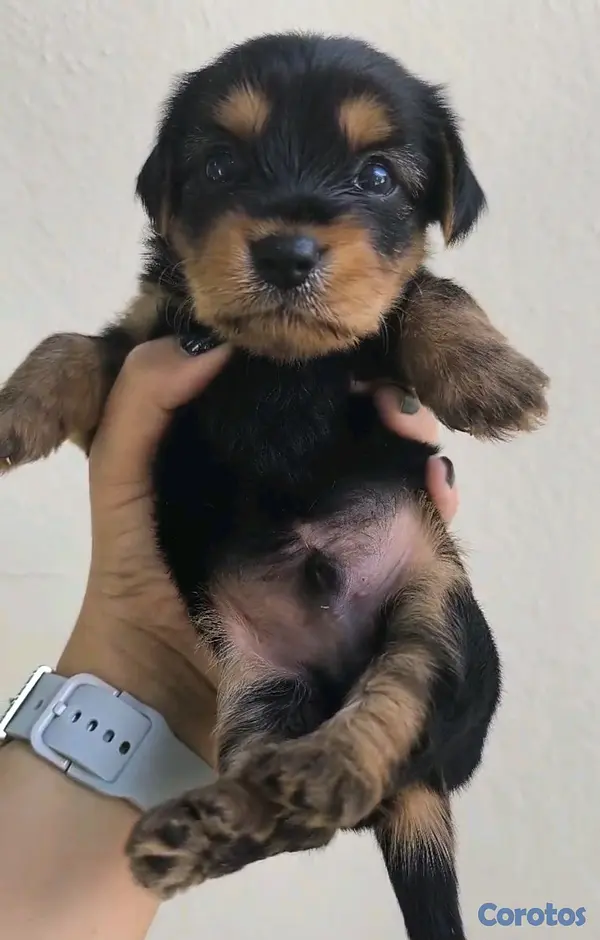 animales y mascotas -  yorkie mix 3