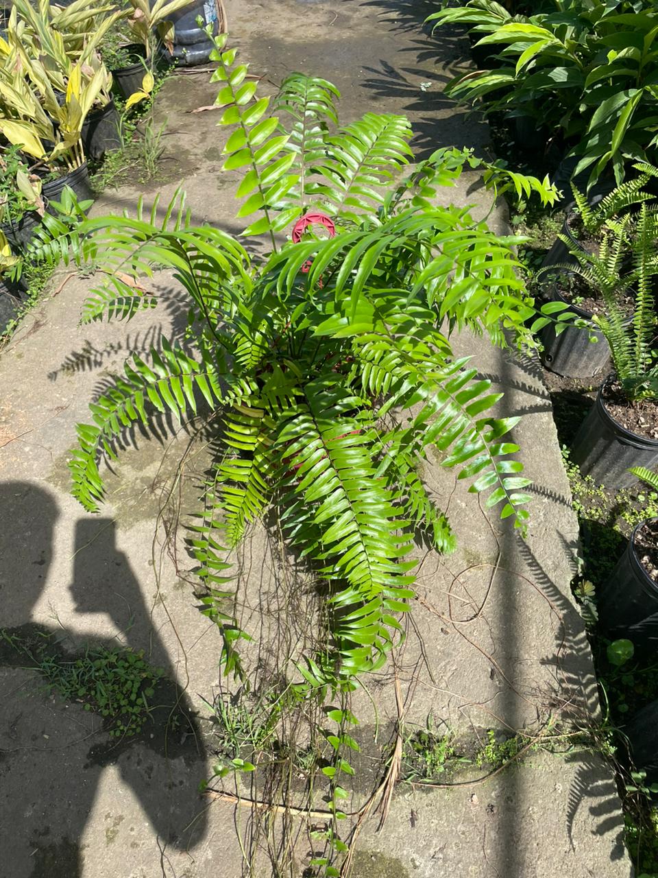 servicios profesionales - Alquiler de Plantas para Eventos 2