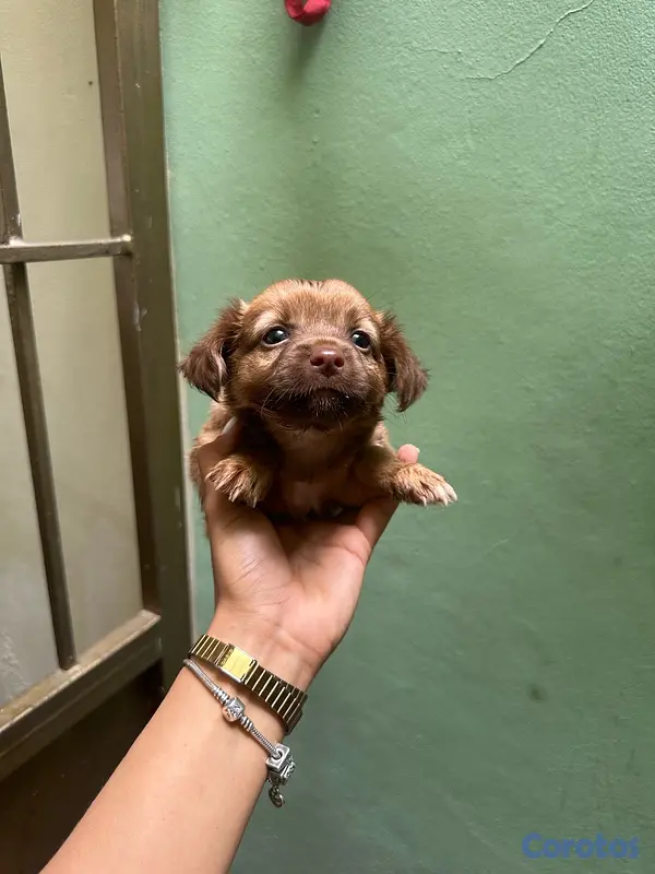 animales y mascotas - Chihuahua Mariposa 4