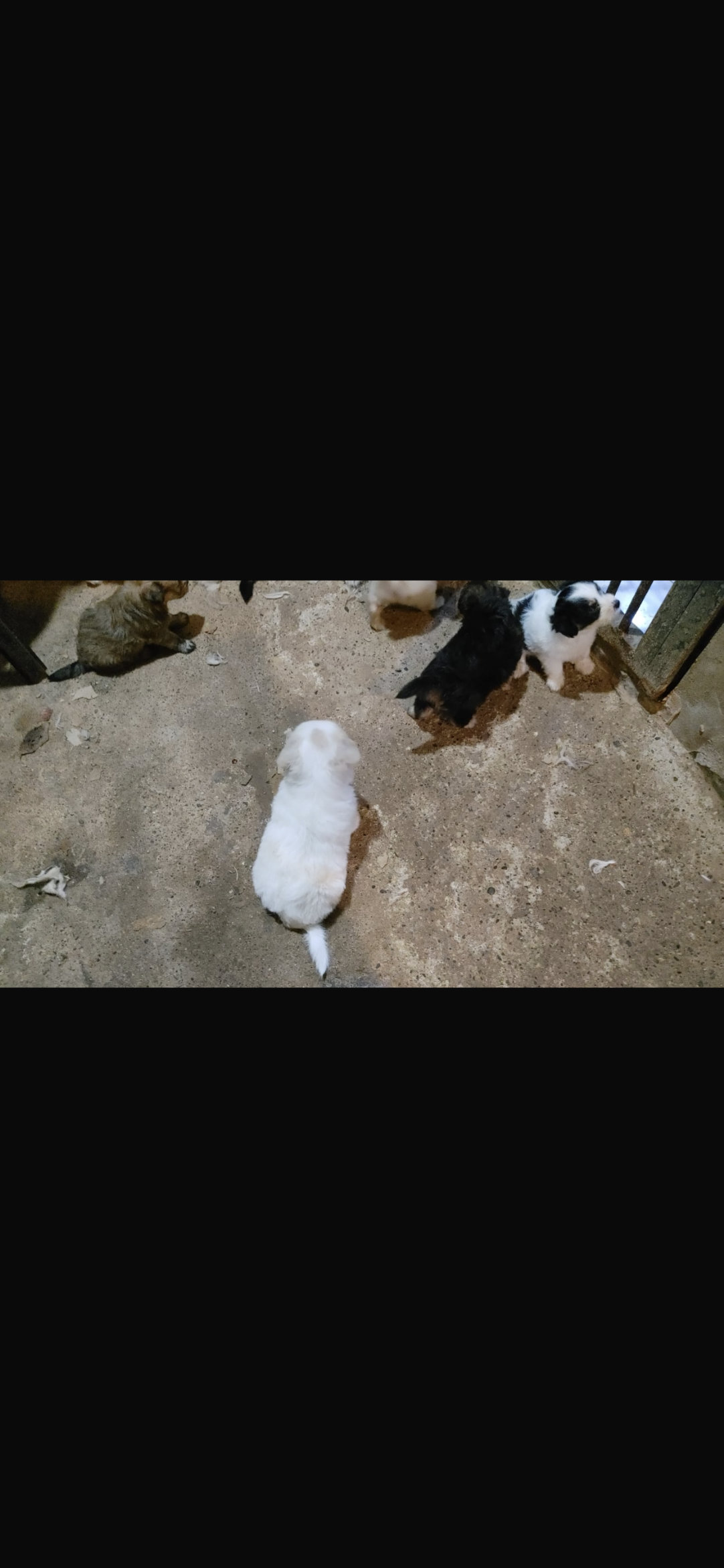animales y mascotas - cachorros Shitzu ligado con poodle 4