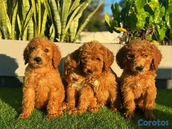 animales y mascotas - hermosos Cachorros goldendoodle 5